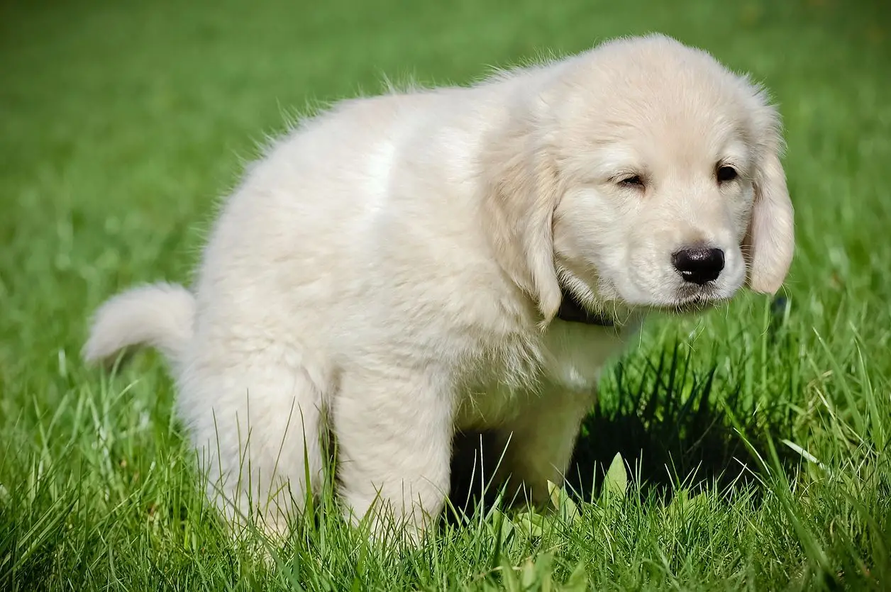 Gastrointestinal Disease in Dogs A Comprehensive Guide to Understanding, Managing, and Preventing Digestive Issues in Your Canine Companion