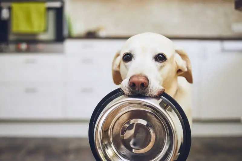 Gastrointestinal Disease in Dogs A Comprehensive Guide to Understanding, Managing, and Preventing Digestive Issues in Your Canine Companion