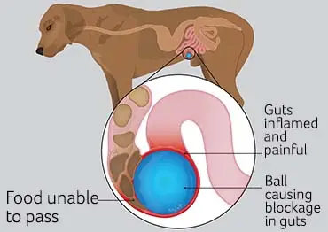 Gastrointestinal Disease in Dogs A Comprehensive Guide to Understanding, Managing, and Preventing Digestive Issues in Your Canine Companion