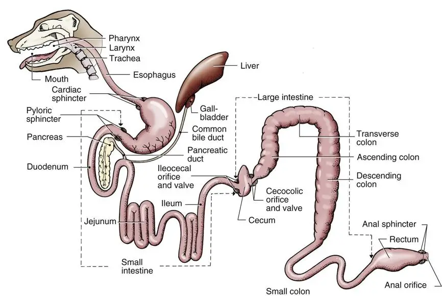Gastrointestinal Disease in Dogs A Comprehensive Guide to Understanding, Managing, and Preventing Digestive Issues in Your Canine Companion