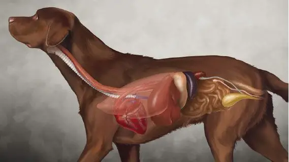 Gastrointestinal Disease in Dogs A Comprehensive Guide to Understanding, Managing, and Preventing Digestive Issues in Your Canine Companion