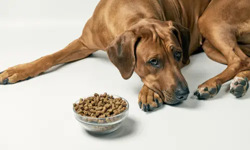 Gastrointestinal Disease in Dogs A Comprehensive Guide to Understanding, Managing, and Preventing Digestive Issues in Your Canine Companion