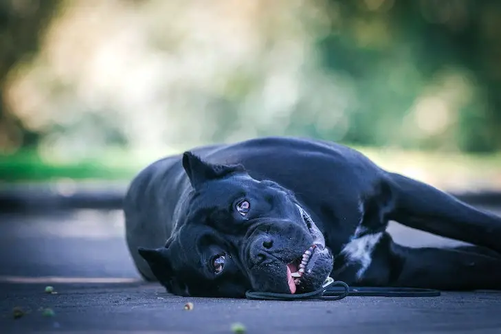 Gastrointestinal Disease in Dogs A Comprehensive Guide to Understanding, Managing, and Preventing Digestive Issues in Your Canine Companion