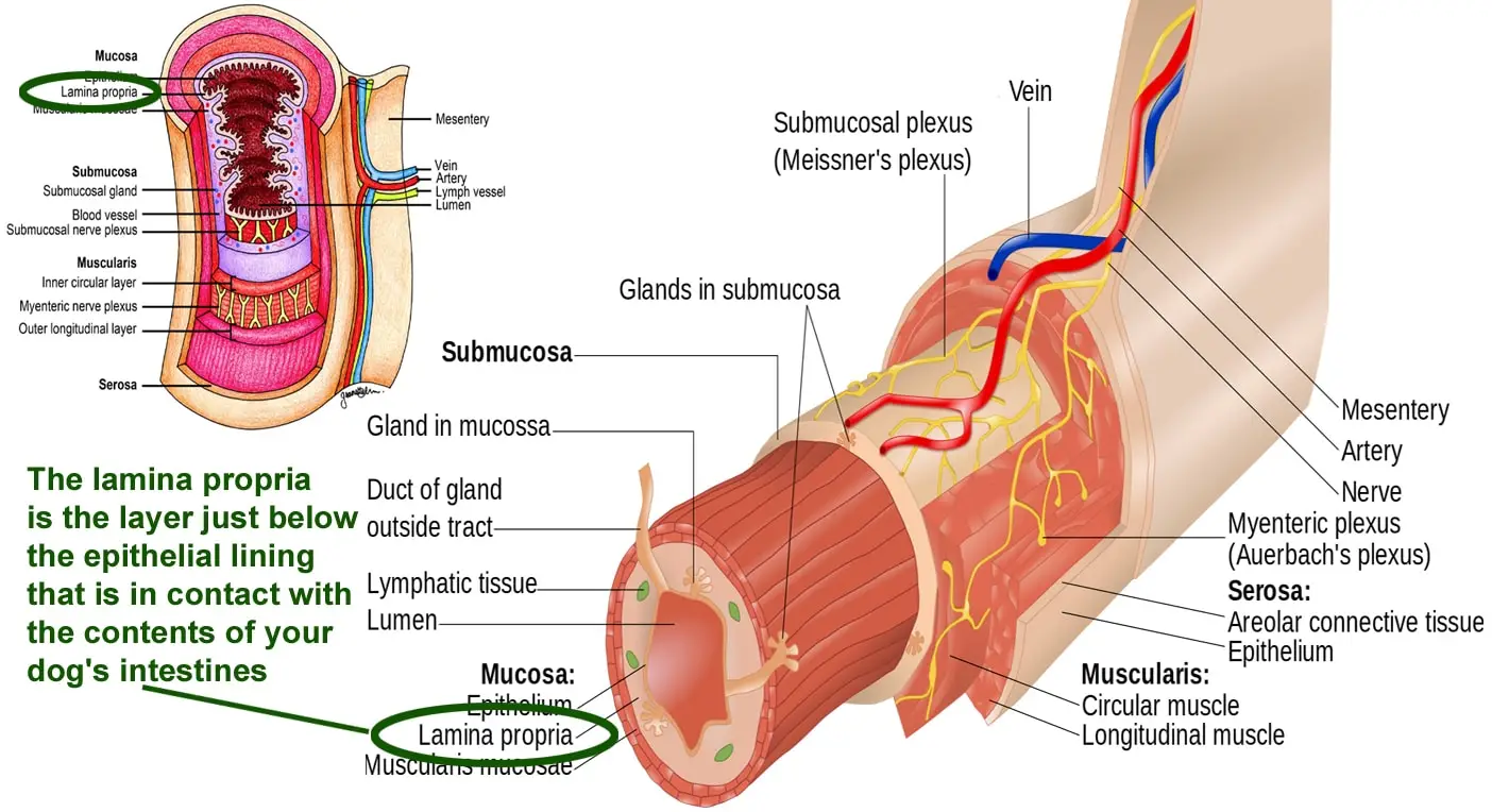 Gastrointestinal Disease in Dogs A Comprehensive Guide to Understanding, Managing, and Preventing Digestive Issues in Your Canine Companion