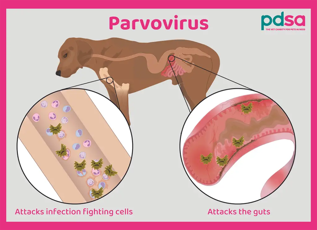Gastrointestinal Disease in Dogs A Comprehensive Guide to Understanding, Managing, and Preventing Digestive Issues in Your Canine Companion