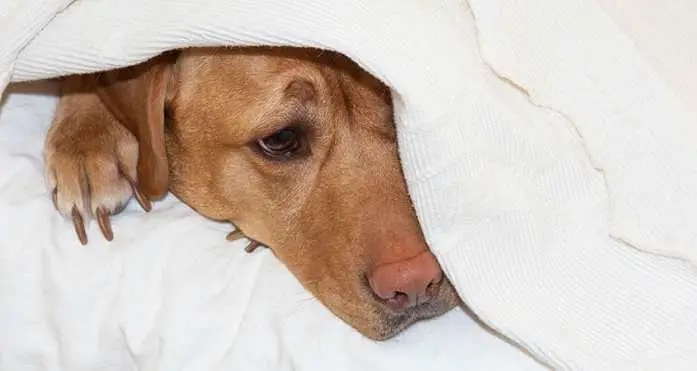 Gastrointestinal Disease in Dogs A Comprehensive Guide to Understanding, Managing, and Preventing Digestive Issues in Your Canine Companion