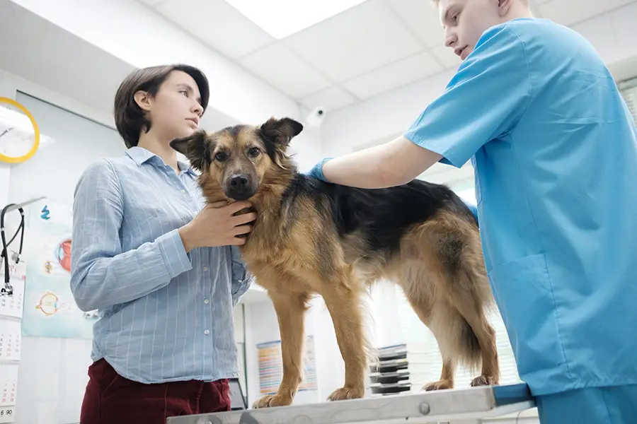 Gastrointestinal Disease in Dogs A Comprehensive Guide to Understanding, Managing, and Preventing Digestive Issues in Your Canine Companion