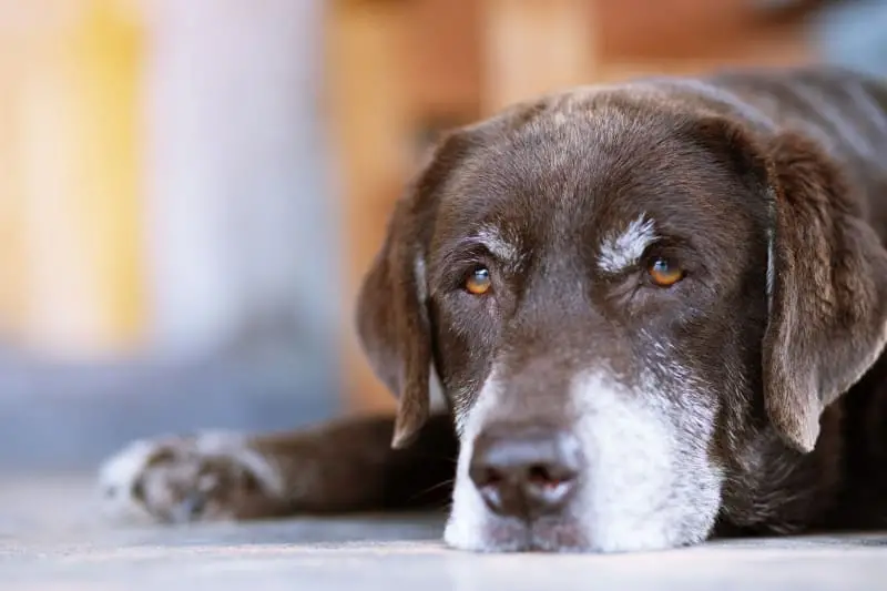 Gastrointestinal Disease in Dogs A Comprehensive Guide to Understanding, Managing, and Preventing Digestive Issues in Your Canine Companion