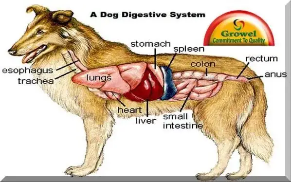 Gastrointestinal Disease in Dogs A Comprehensive Guide to Understanding, Managing, and Preventing Digestive Issues in Your Canine Companion