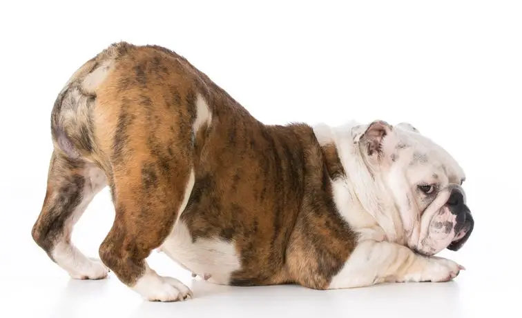 Gastrointestinal Disease in Dogs A Comprehensive Guide to Understanding, Managing, and Preventing Digestive Issues in Your Canine Companion