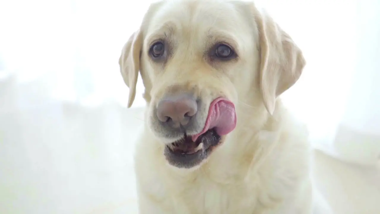 Hyperthyroid Disease in Dogs