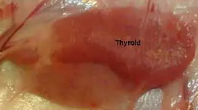 Hyperthyroid Disease in Dogs