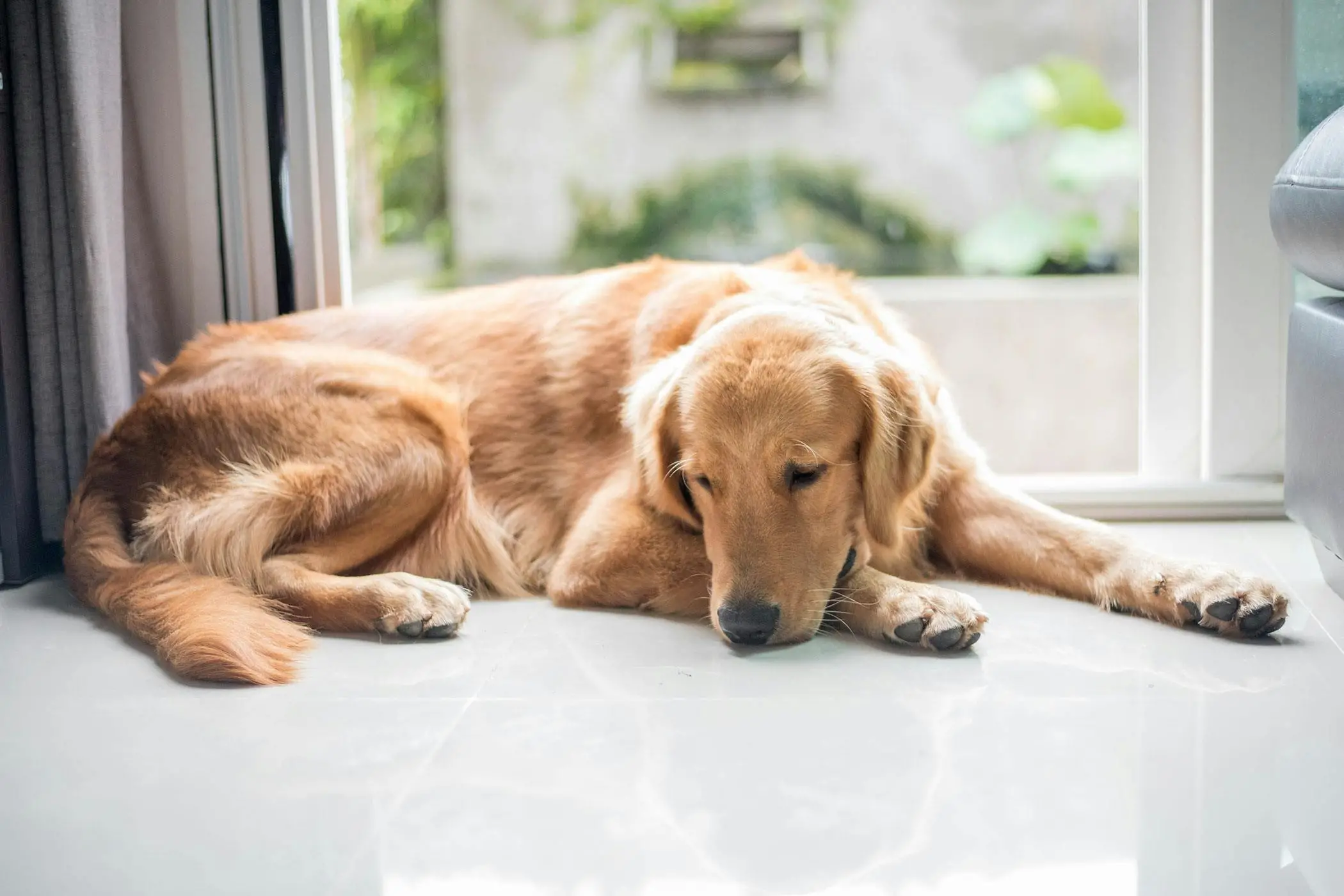 Hyperthyroid Disease in Dogs