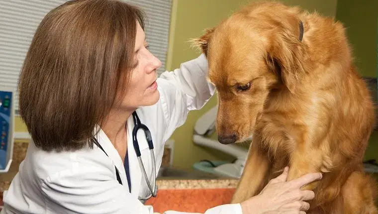 Hyperthyroid Disease in Dogs