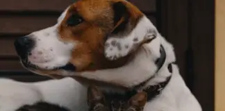 Hyperthyroid Disease in Dogs