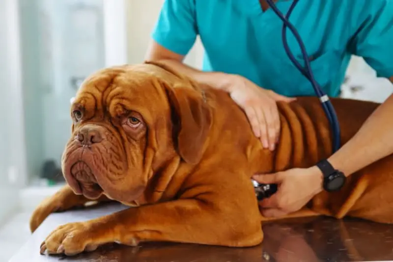 Hyperthyroid Disease in Dogs