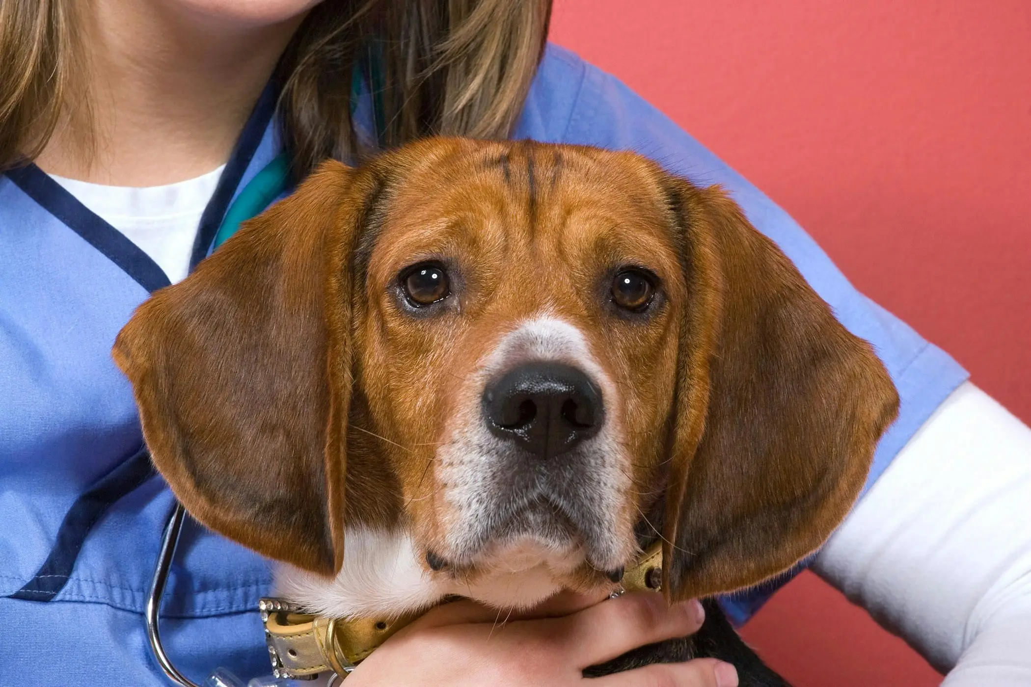 Hyperthyroid Disease in Dogs