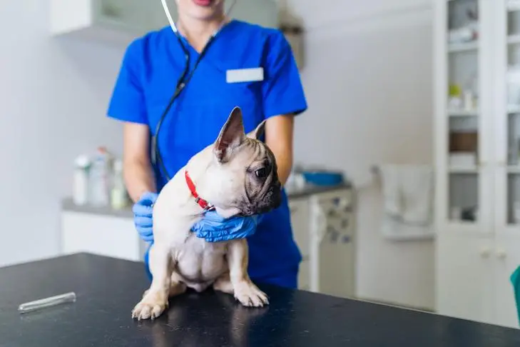 Hyperthyroid Disease in Dogs