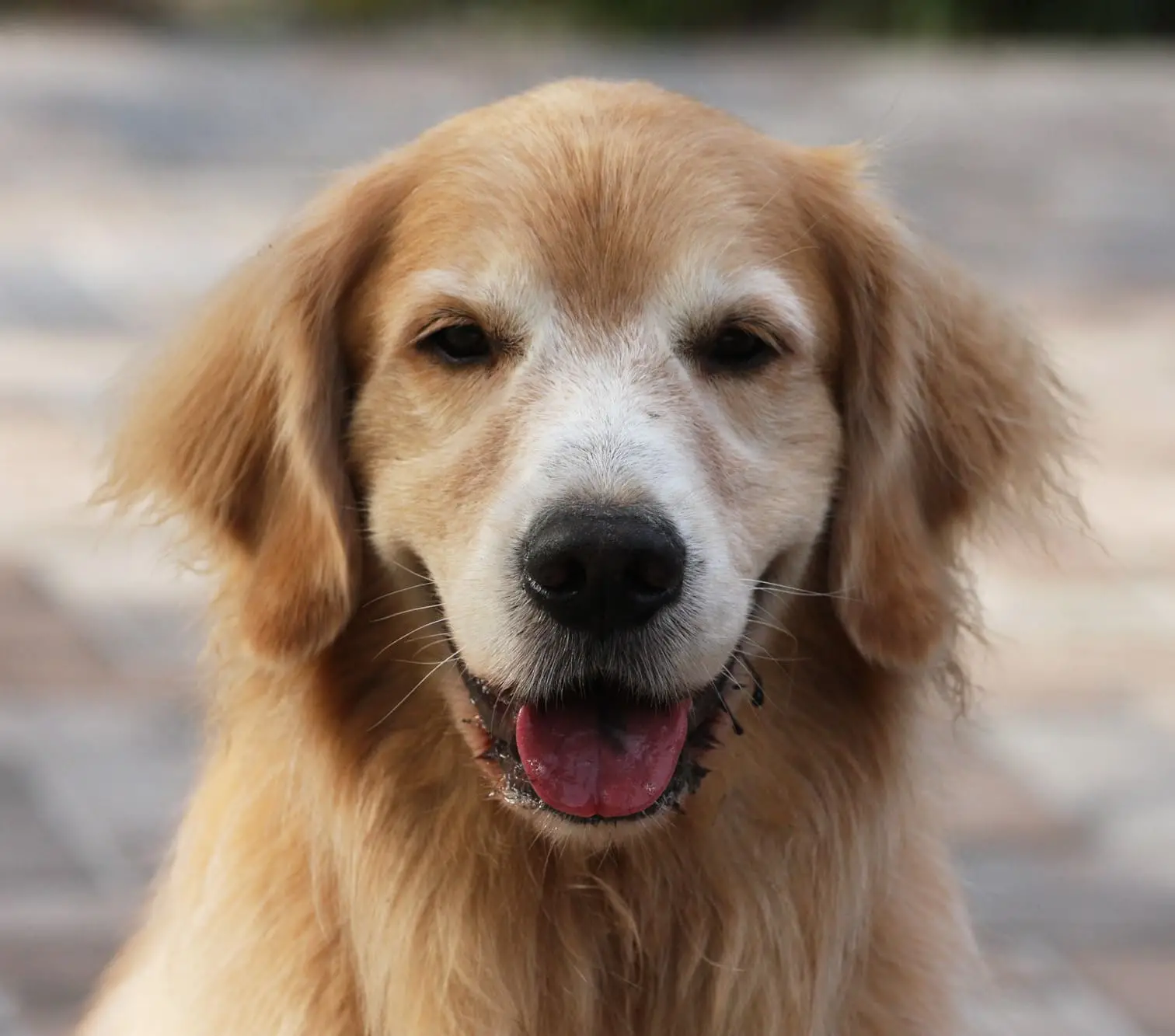 Hyperthyroid Disease in Dogs
