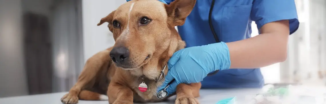 Signs and Symptoms of Parvo in Puppies Recognizing the Early Warning