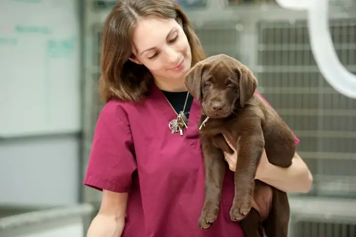 Signs and Symptoms of Parvo in Puppies Recognizing the Early Warning Signs and Seeking Timely Veterinary Care