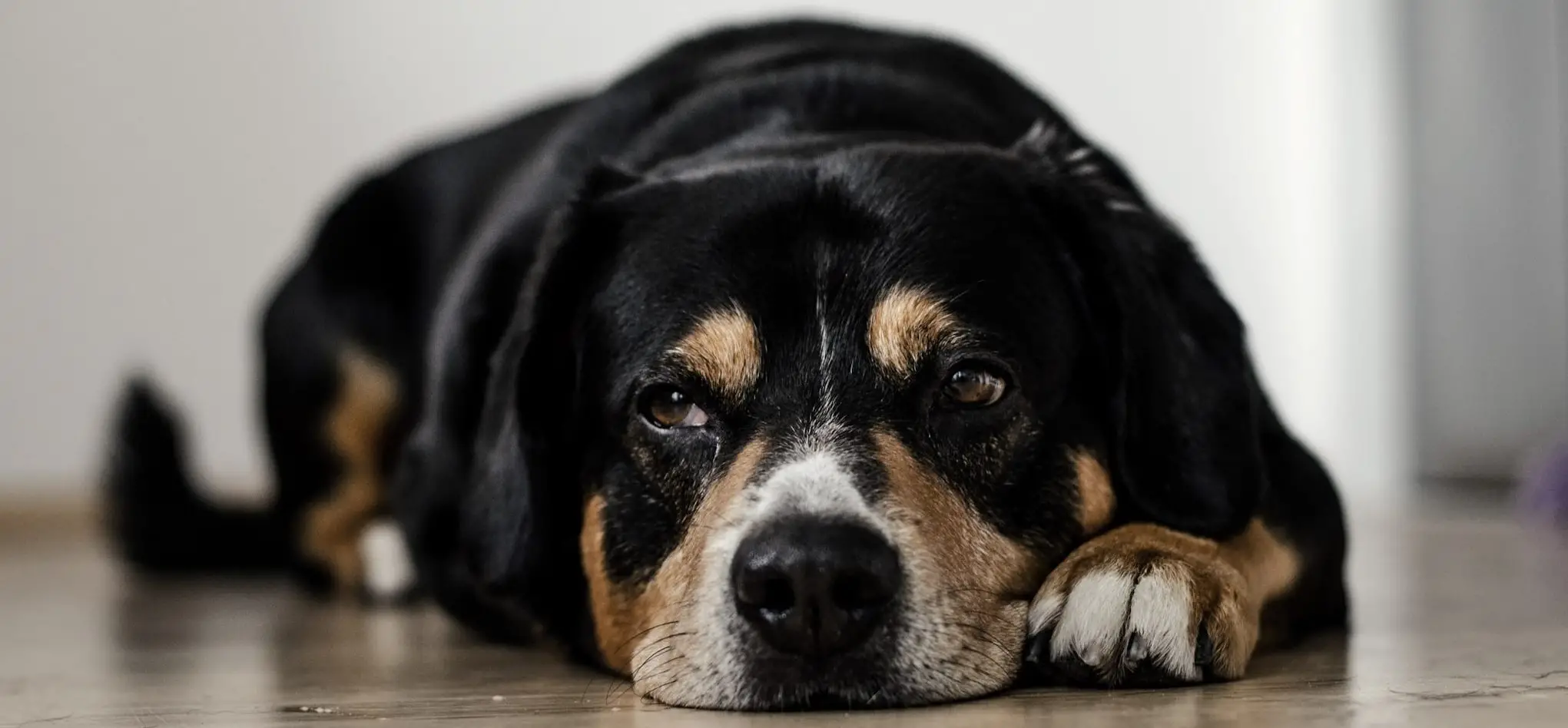 Signs and Symptoms of Parvo in Puppies Recognizing the Early Warning Signs and Seeking Timely Veterinary Care