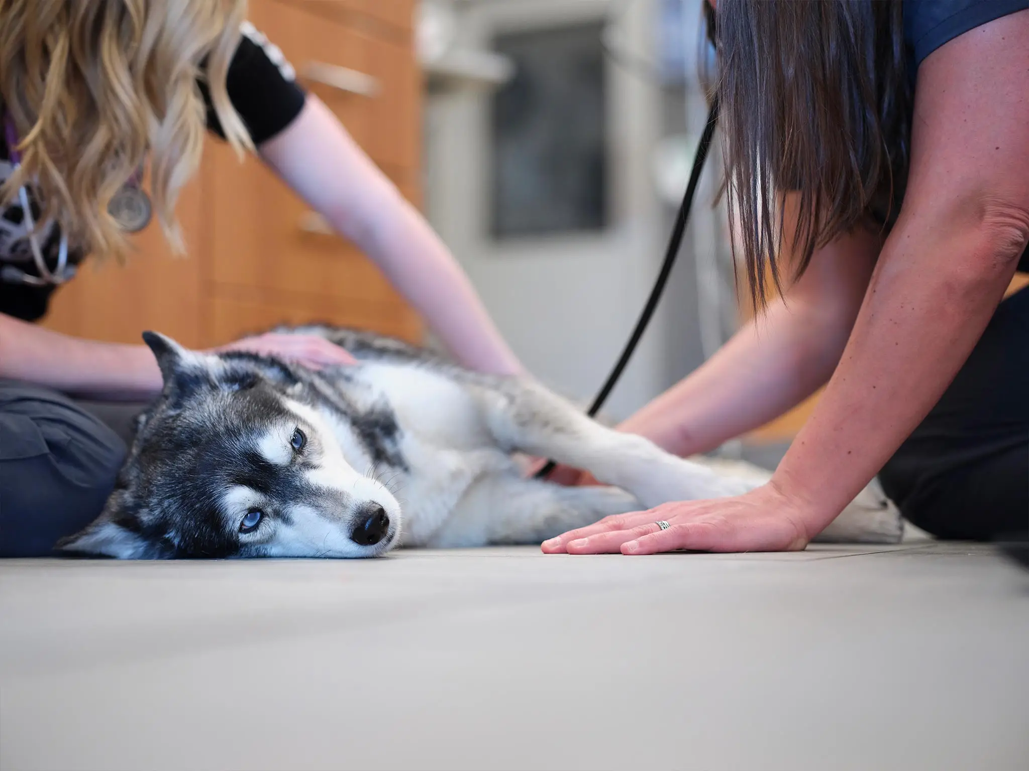 Signs and Symptoms of Parvo in Puppies Recognizing the Early Warning Signs and Seeking Timely Veterinary Care