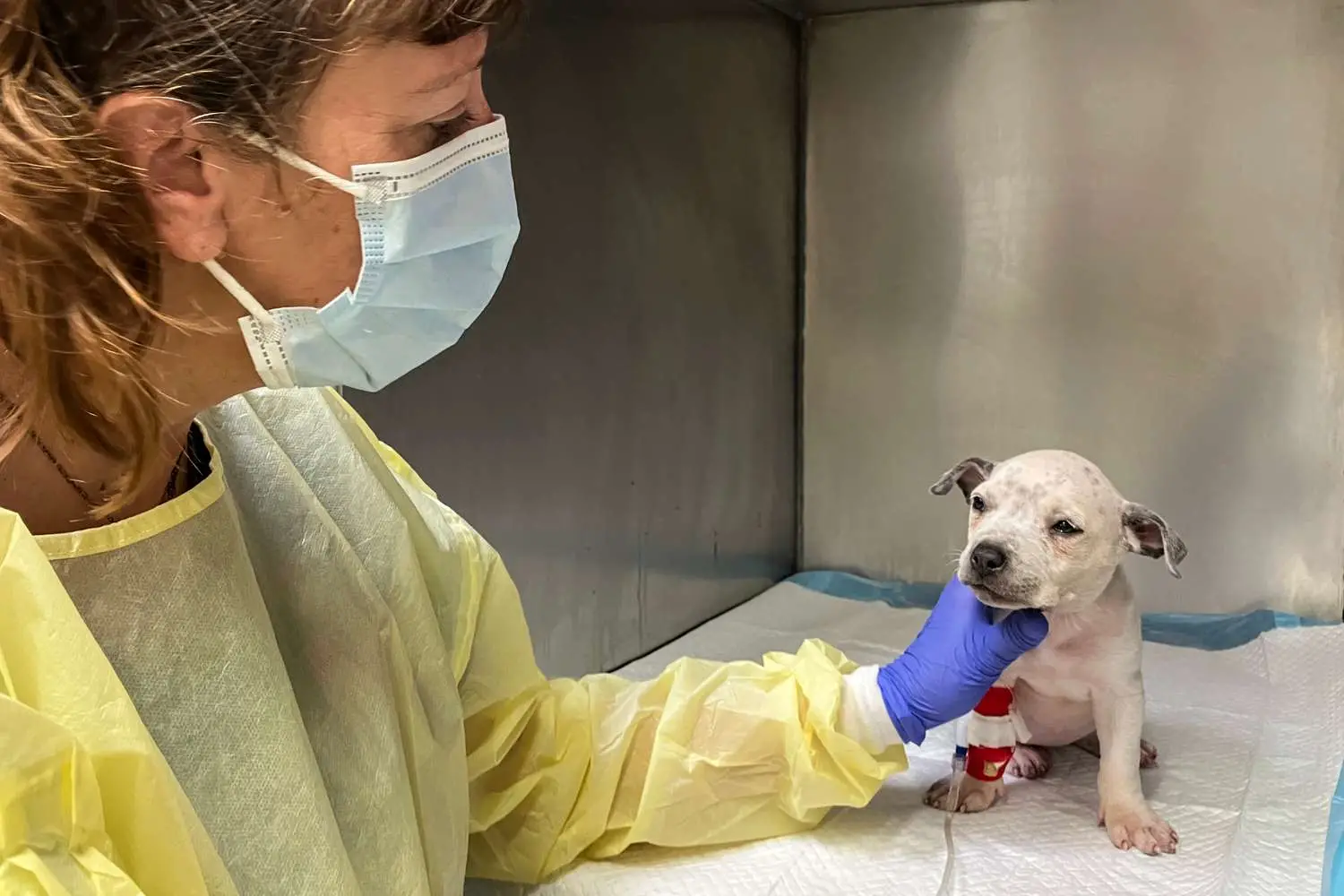 Signs and Symptoms of Parvo in Puppies Recognizing the Early Warning Signs and Seeking Timely Veterinary Care