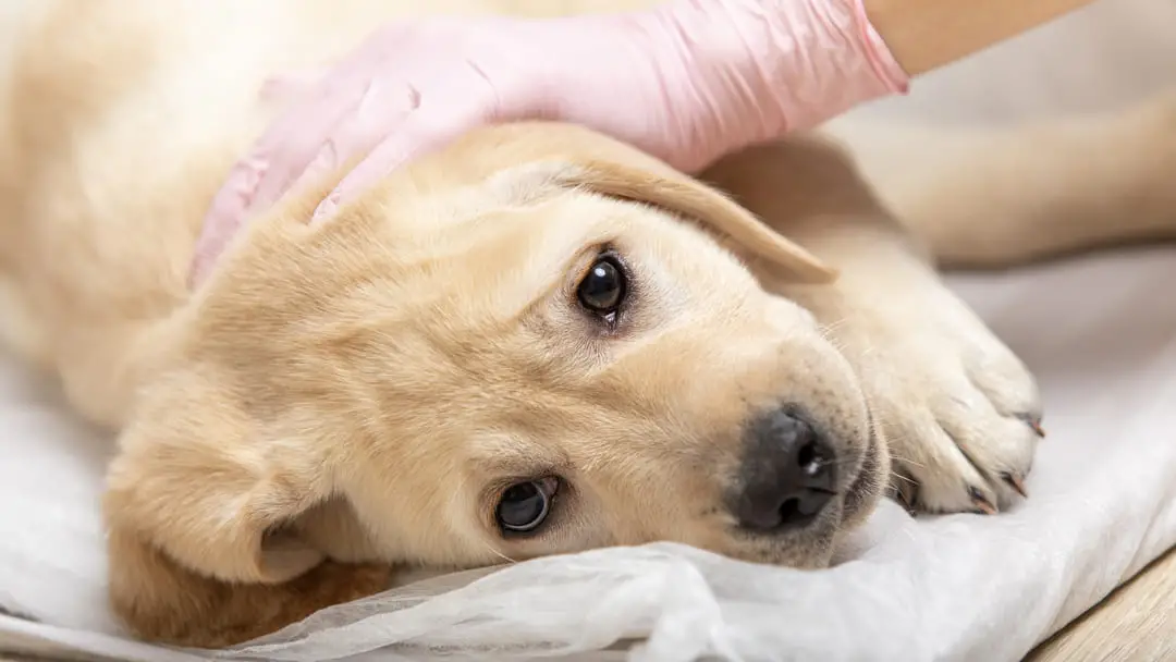 Signs and Symptoms of Parvo in Puppies Recognizing the Early Warning Signs and Seeking Timely Veterinary Care