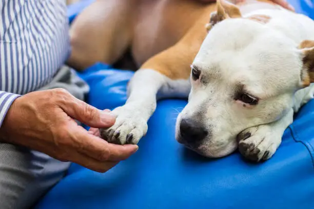 Signs and Symptoms of Parvo in Puppies Recognizing the Early Warning Signs and Seeking Timely Veterinary Care