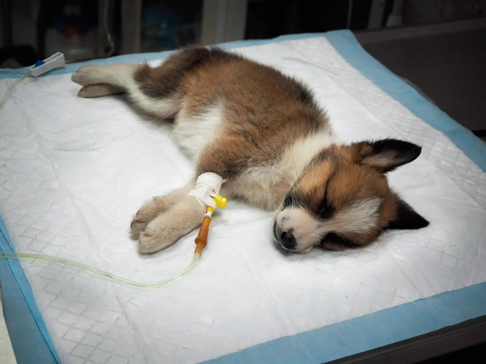 Signs and Symptoms of Parvo in Puppies Recognizing the Early Warning Signs and Seeking Timely Veterinary Care