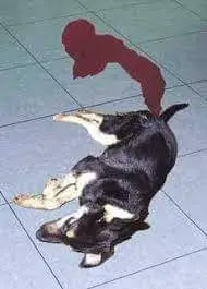 Signs and Symptoms of Parvo in Puppies Recognizing the Early Warning Signs and Seeking Timely Veterinary Care