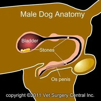 Bladder Infections in Dogs Signs and Symptoms