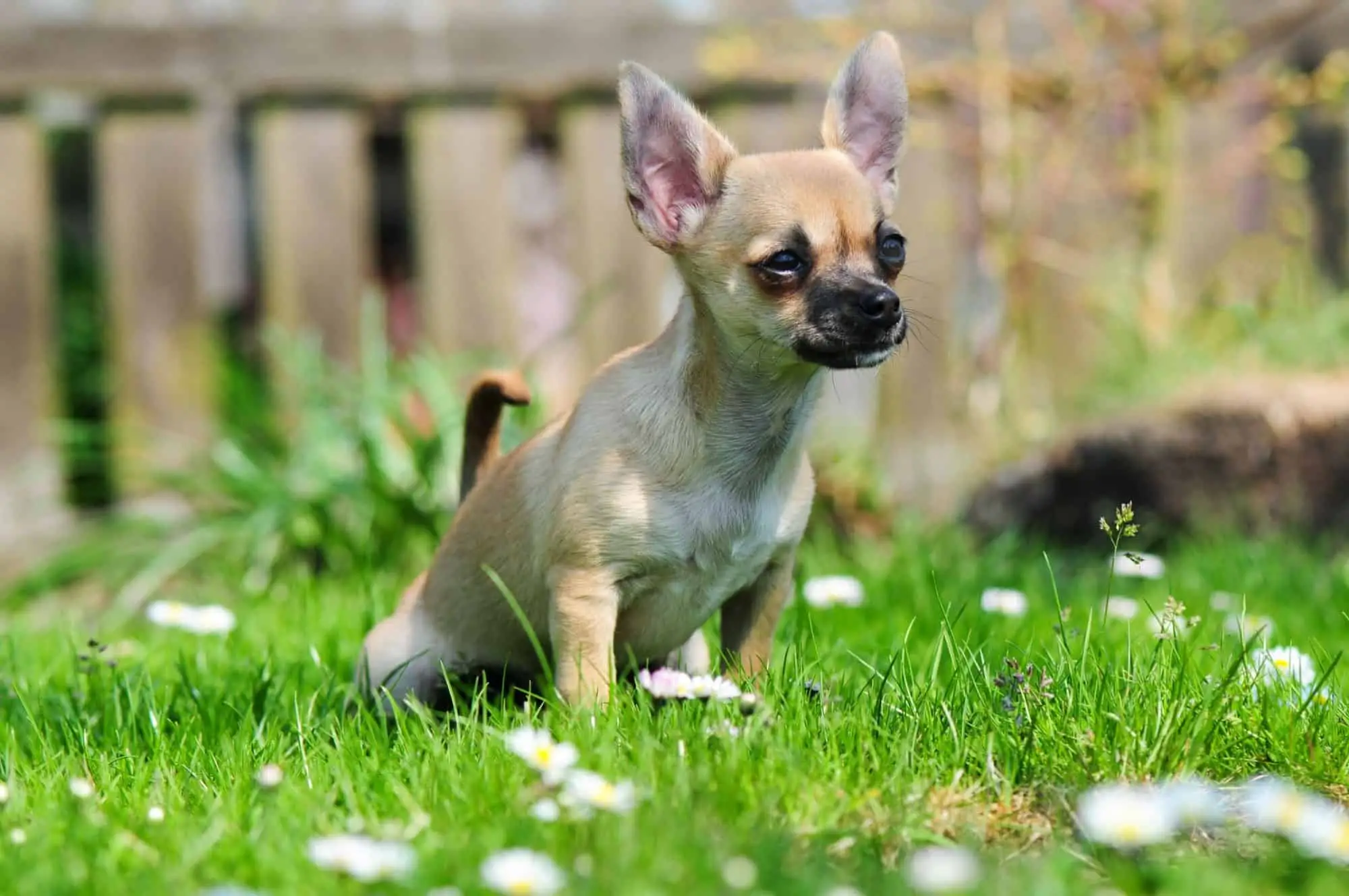 Bladder Infections in Dogs Signs and Symptoms