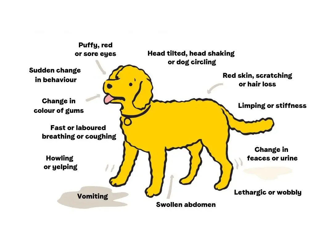 Bladder Infections in Dogs Signs and Symptoms