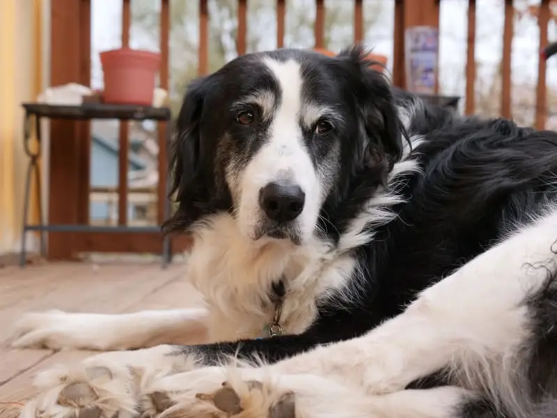 Bladder Infections in Dogs Signs and Symptoms