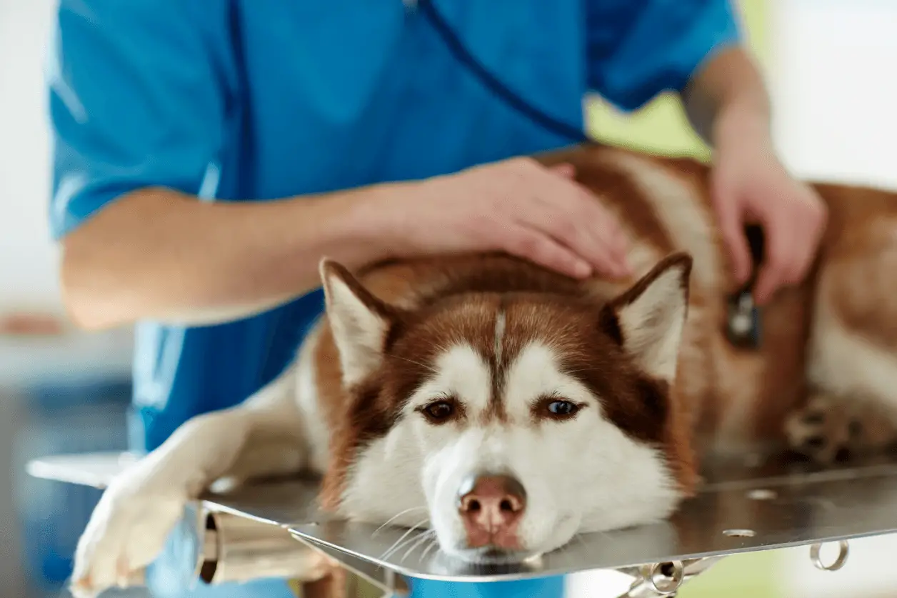 Bladder Infections in Dogs Signs and Symptoms