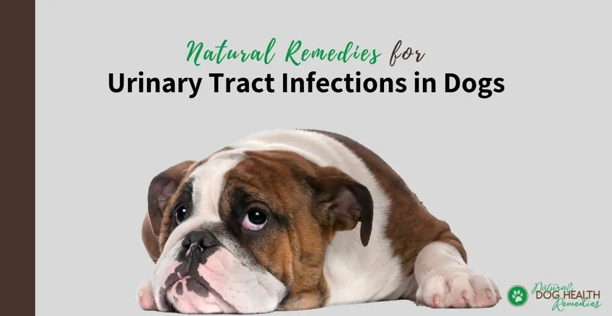 Bladder Infections in Dogs Signs and Symptoms