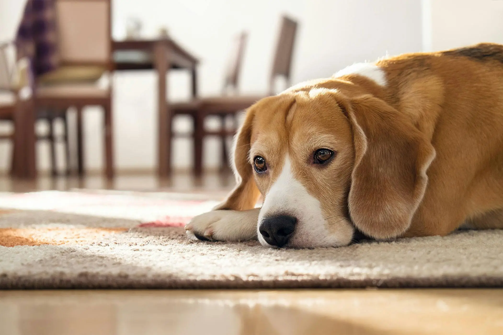Bladder Infections in Dogs Signs and Symptoms