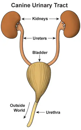 Bladder Infections in Dogs Signs and Symptoms