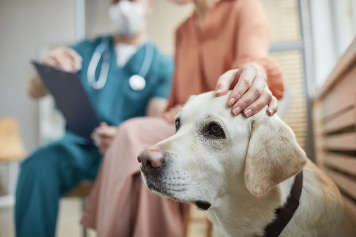 Bladder Infections in Dogs Signs and Symptoms