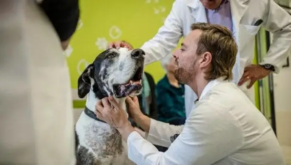 Bladder Infections in Dogs Signs and Symptoms