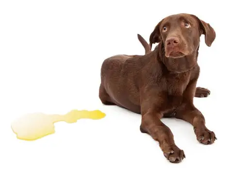 Bladder Infections in Dogs Signs and Symptoms