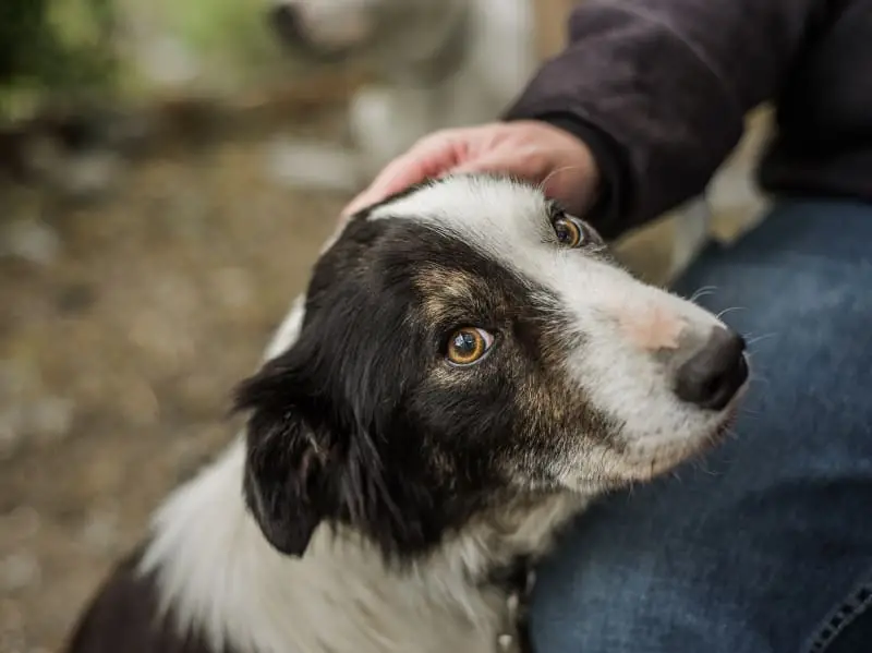 Bladder Infections in Dogs Signs and Symptoms
