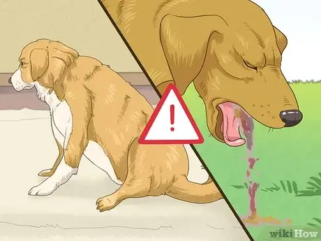 Symptoms of Urinary Tract Infection in Dogs