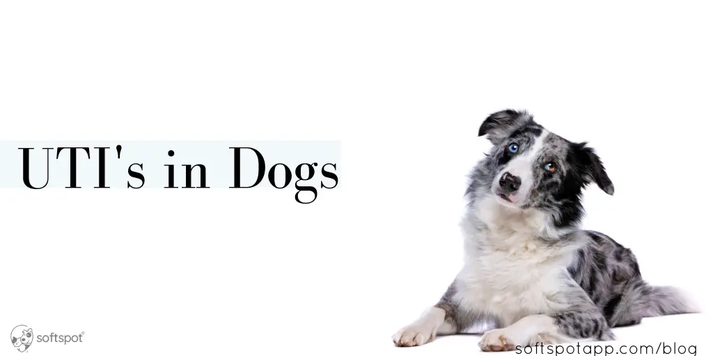 Symptoms of Urinary Tract Infection in Dogs