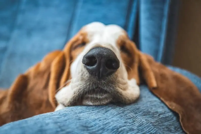 Symptoms of Urinary Tract Infection in Dogs