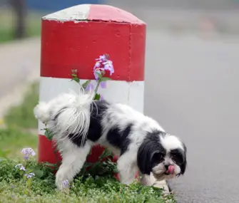 Symptoms of Urinary Tract Infection in Dogs
