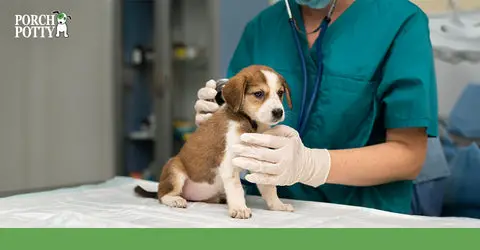 Symptoms of Urinary Tract Infection in Dogs