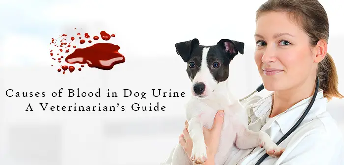 Symptoms of Urinary Tract Infection in Dogs